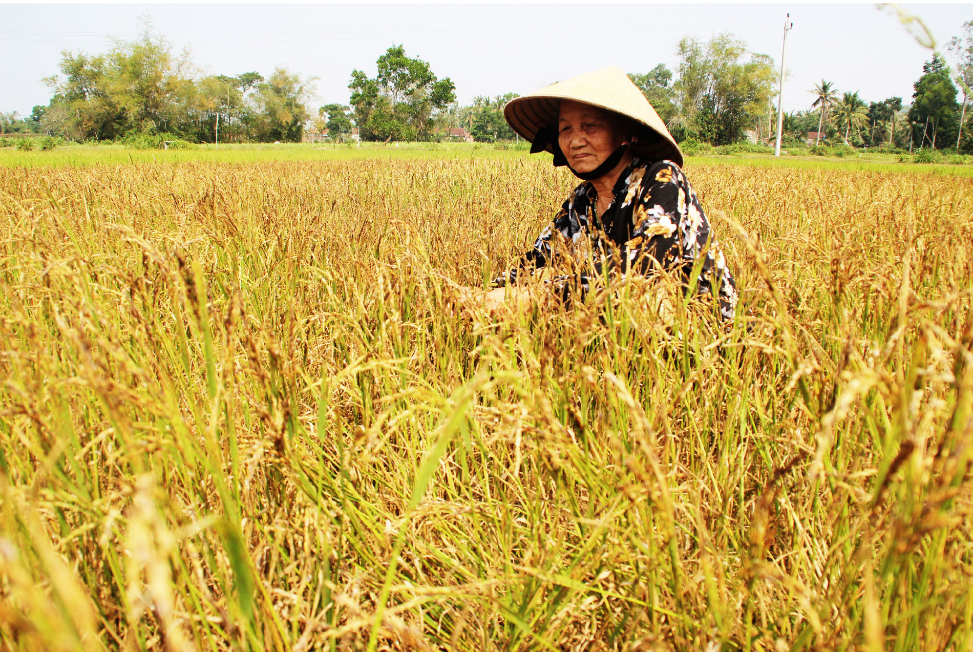 Nông dân vật lộn với khô hạn, thiếu nước ảnh 10