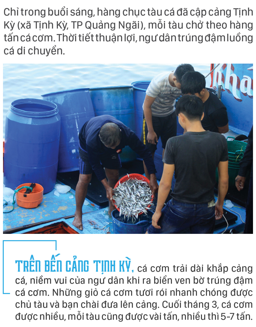 Ngư dân Quảng Ngãi trúng đậm cá cơm ảnh 1