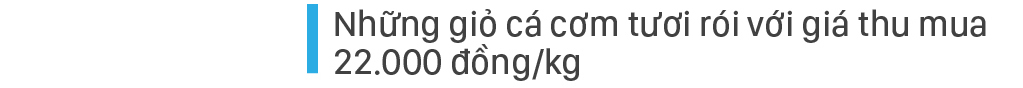 Ngư dân Quảng Ngãi trúng đậm cá cơm ảnh 3
