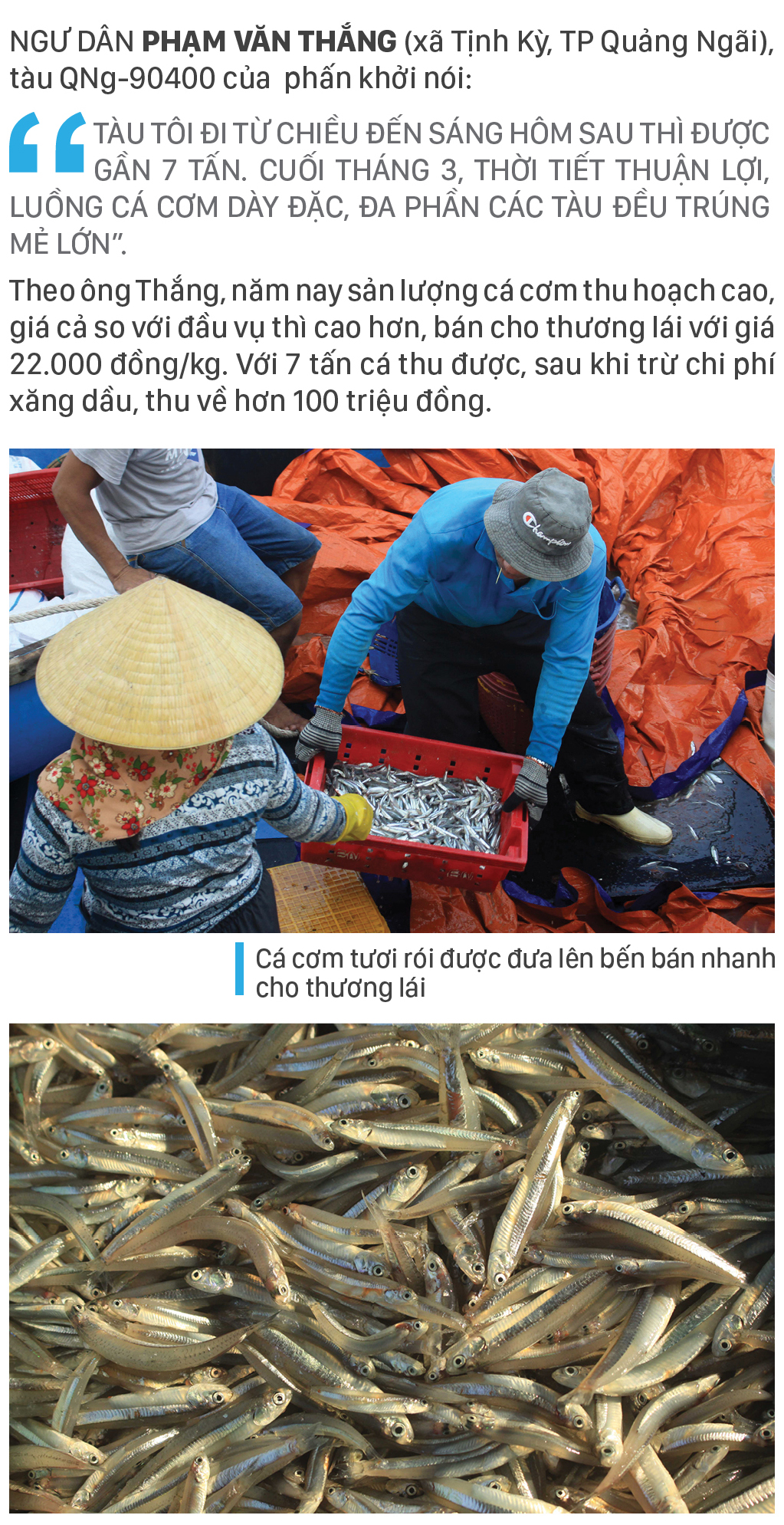 Ngư dân Quảng Ngãi trúng đậm cá cơm ảnh 4