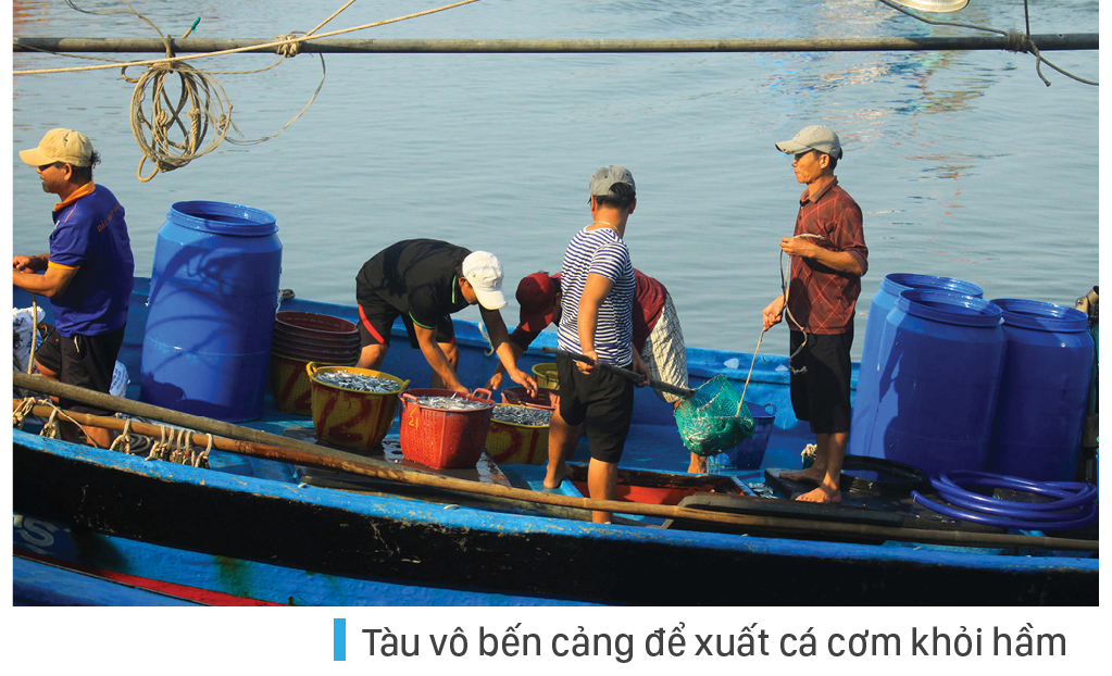Ngư dân Quảng Ngãi trúng đậm cá cơm ảnh 5