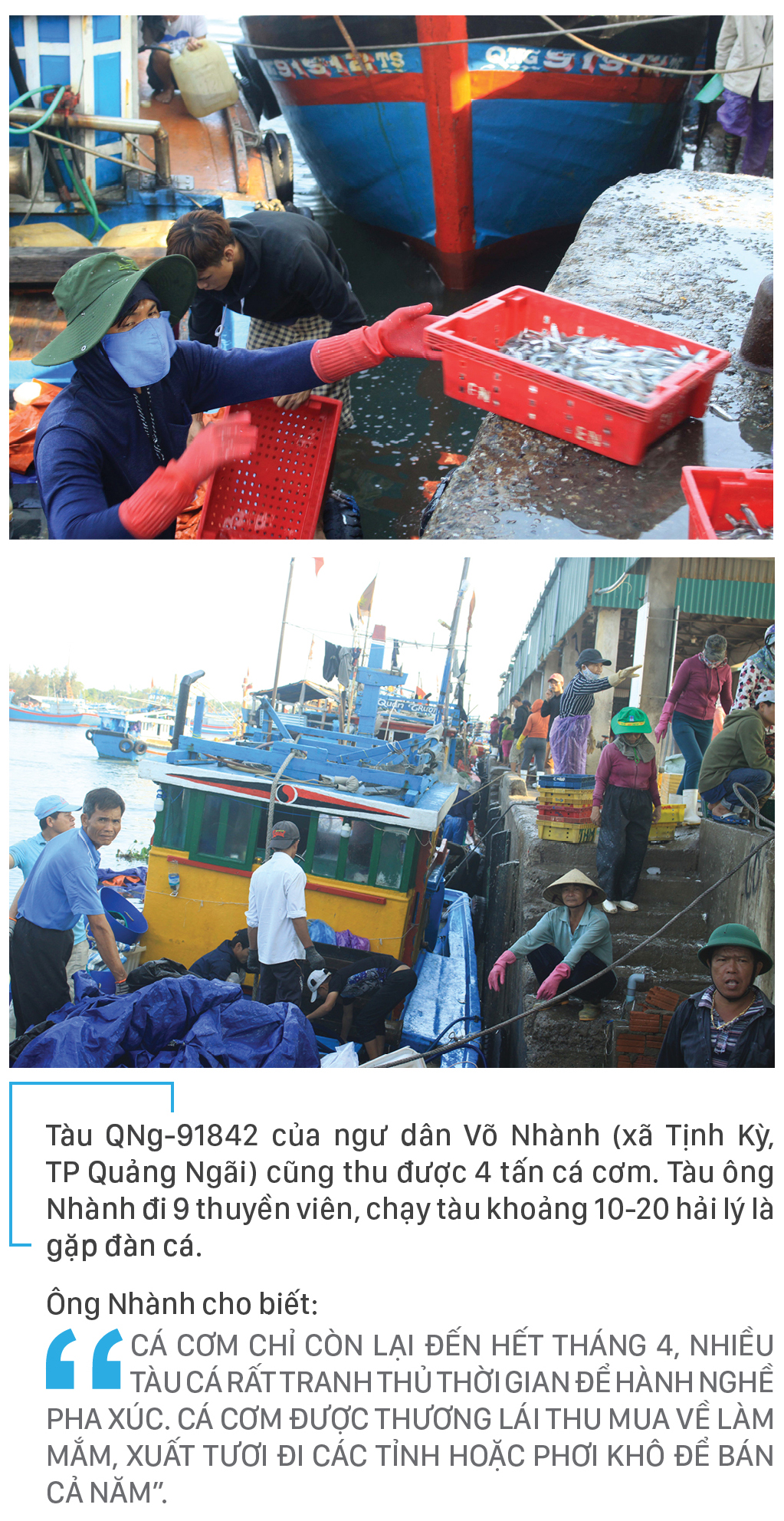 Ngư dân Quảng Ngãi trúng đậm cá cơm ảnh 8