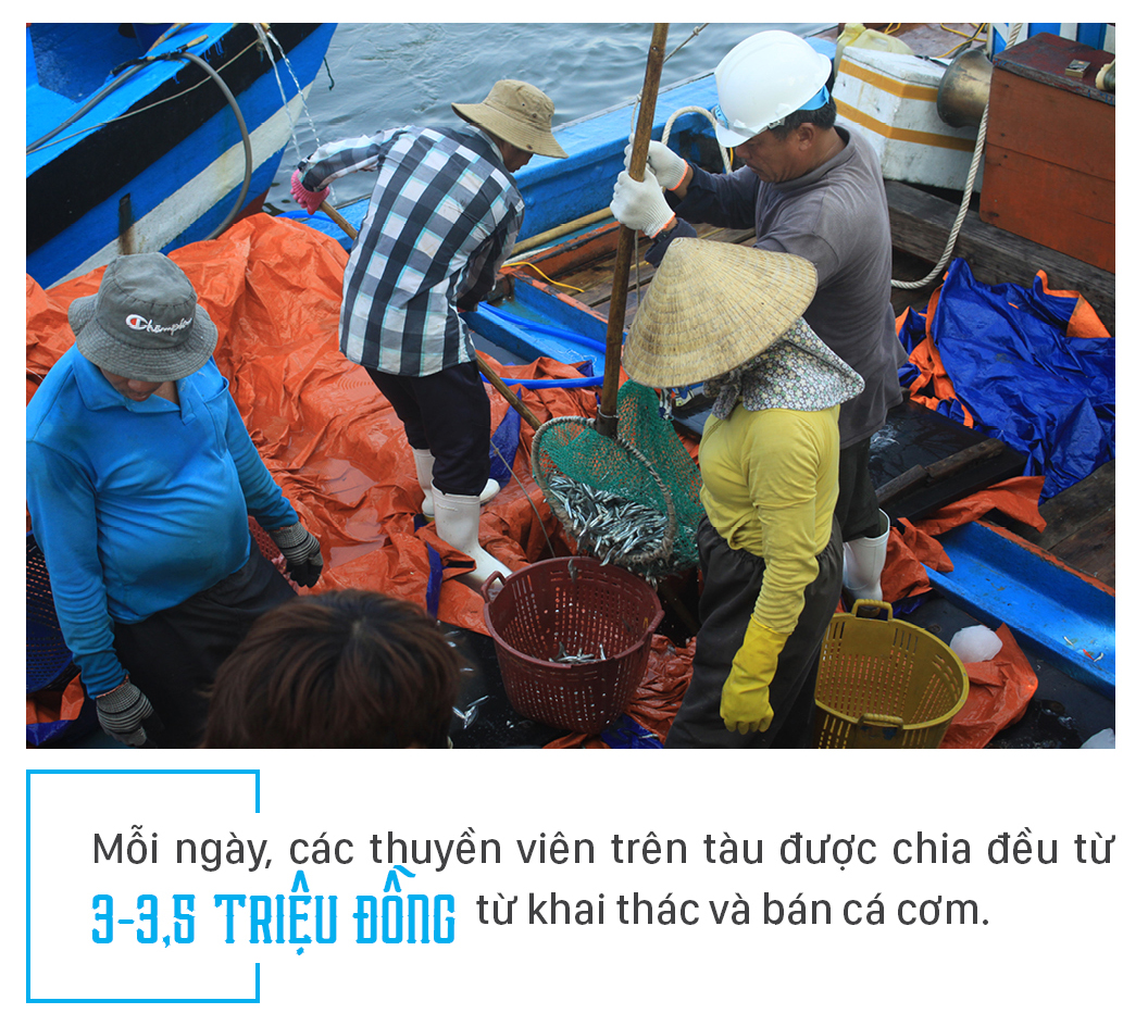 Ngư dân Quảng Ngãi trúng đậm cá cơm ảnh 9