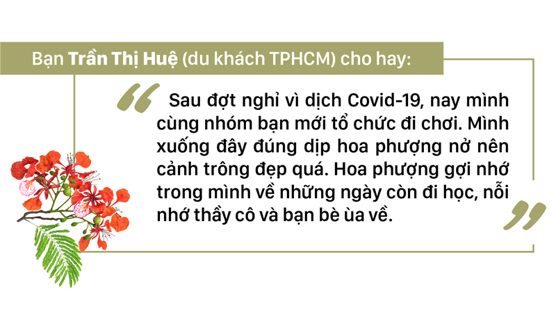 Phượng vĩ đỏ rực đường lên ngọn Hải Đăng ảnh 10