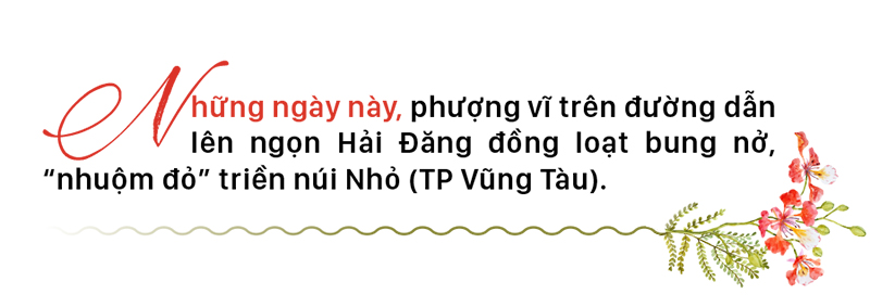 Phượng vĩ đỏ rực đường lên ngọn Hải Đăng ảnh 2