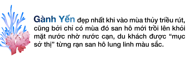 Ngắm san hô mùa nước cạn ở Quảng Ngãi ảnh 5