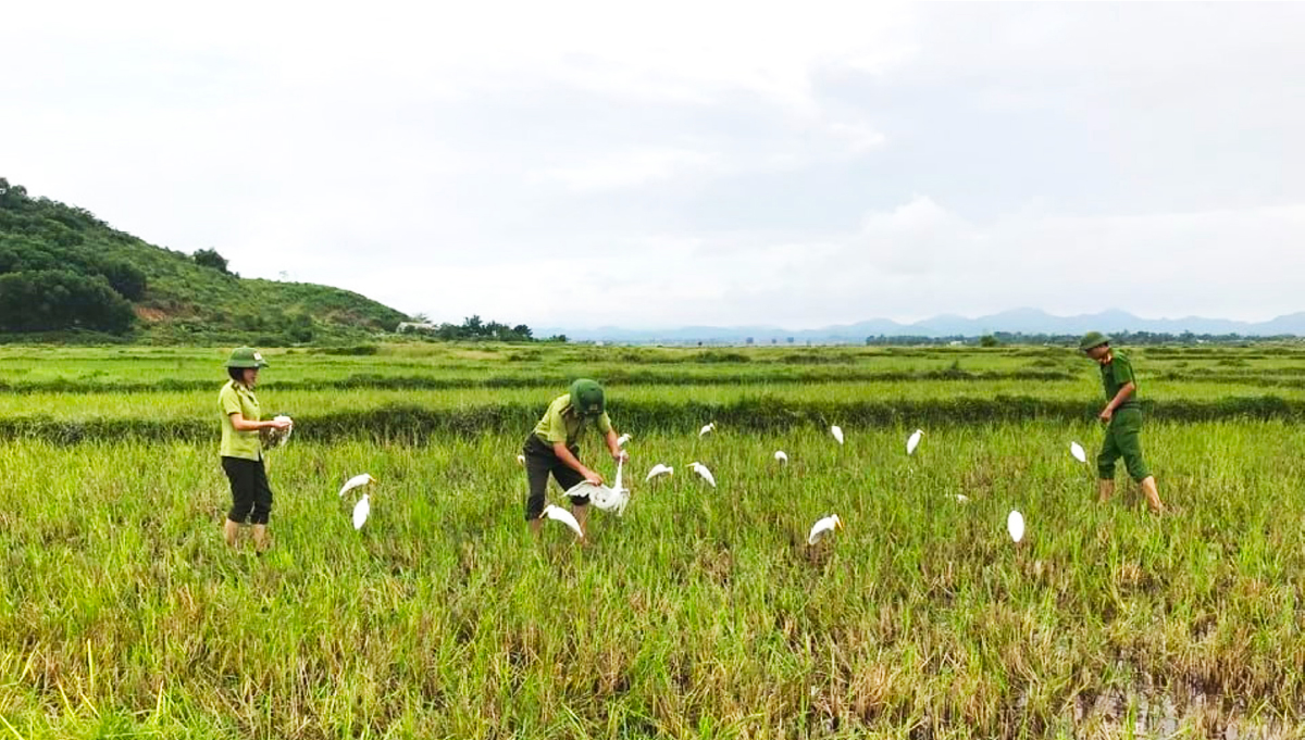 Hà Tĩnh đồng loạt truy quét ngăn nạn bẫy chim trời ảnh 12