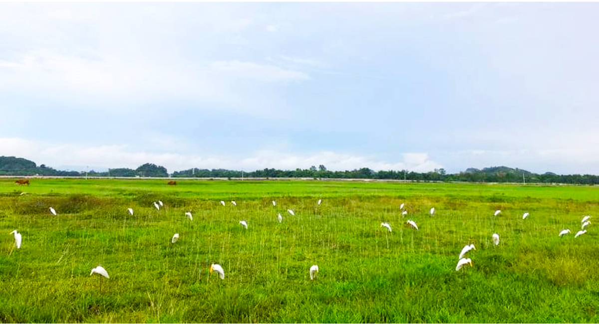 Hà Tĩnh đồng loạt truy quét ngăn nạn bẫy chim trời ảnh 3