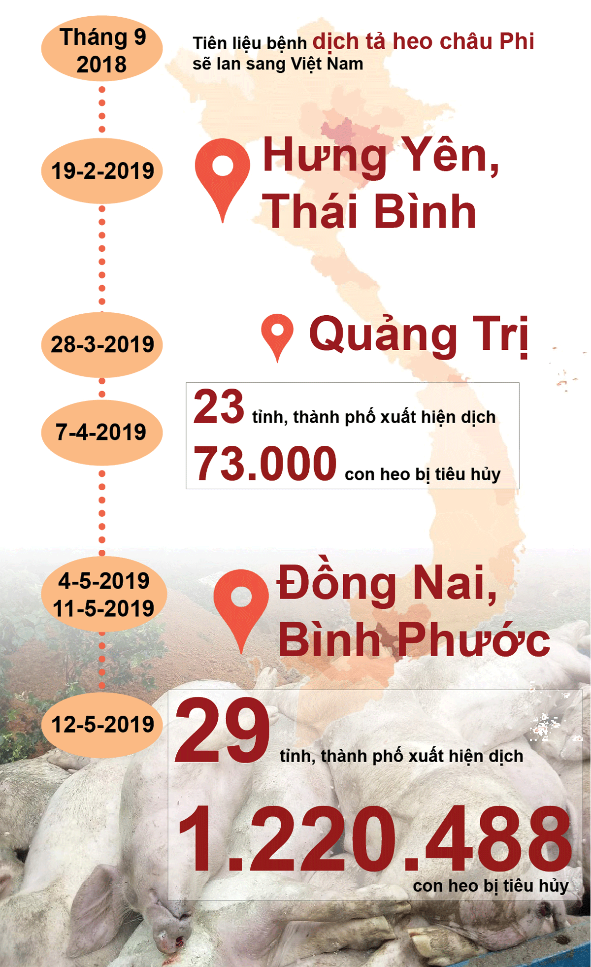 Dịch tả heo châu Phi hoành hành ảnh 1