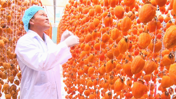 Da Lat enters season of persimmons