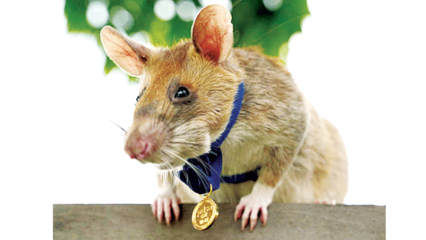 Chuột dò mìn được trao huân chương dũng cảm