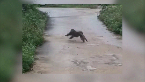Quảng Nam: Dùng phương án bẫy, bắn gây mê các cá thể khỉ tấn công người