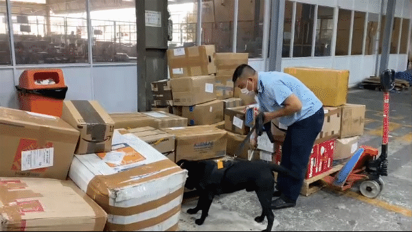 Chó nghiệp vụ phát hiện gần 5 kg ma túy từ Canada về Việt Nam qua cửa khẩu Tân Sơn Nhất