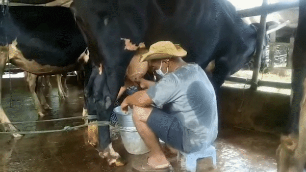 Nhiều hộ nông dân nuôi bò sữa ở ĐBSCL “ngậm đắng nuốt cay” mang sữa đi đổ bỏ