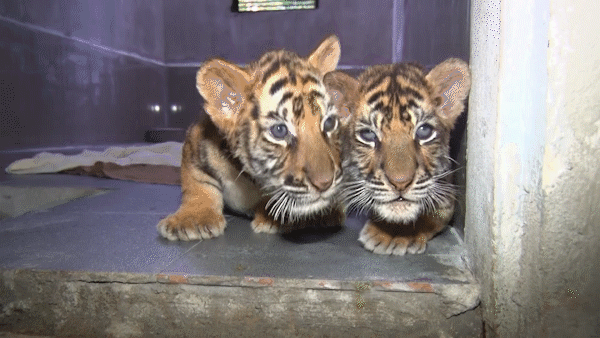 7 cá thể hổ được Vườn Quốc gia Pù Mát chăm sóc đang phục hồi tốt