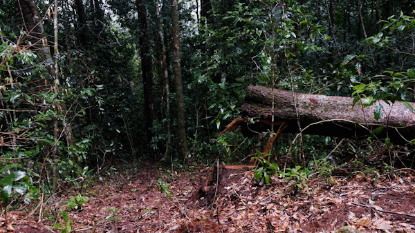 Nhiều cây gỗ lớn trong khu rừng tự nhiên ở Lâm Đồng bị tàn phá