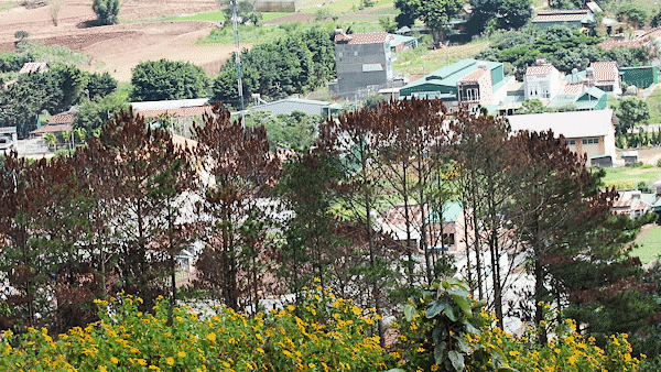 Rừng thông Lâm Đồng tiếp tục bị hủy hoại