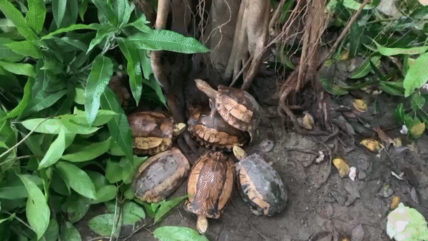 Vườn quốc gia Vũ Quang tiếp nhận 44 cá thể rùa quý hiếm