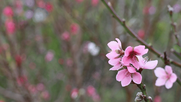 Độc lạ hoa đào Nhật Tân 3 màu khoe sắc ở Đà Lạt
