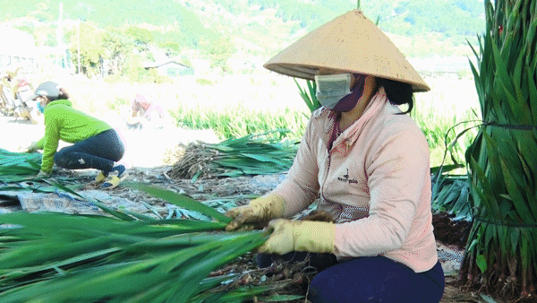 Cận tết giá bán hoa lay ơn ở Lâm Đồng đang tăng từng ngày