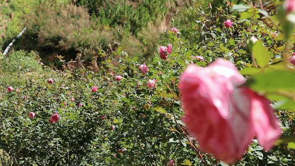 Vườn hồng hơn 500 gốc ở Đà Lạt đón du khách dịp Valentine