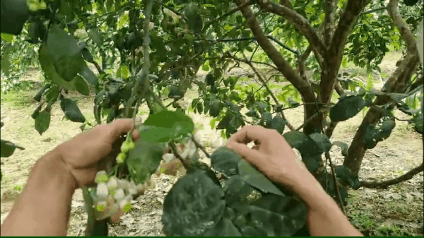 Cách thụ phấn bổ sung để cho quả bưởi Phúc Trạch ngọt, thơm