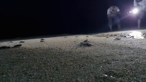 Giải cứu, đưa 84 rùa con trở về biển an toàn