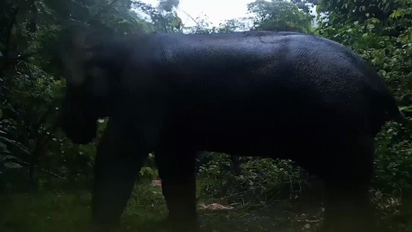 5 con voi rừng vào sát khu vực dân cư 