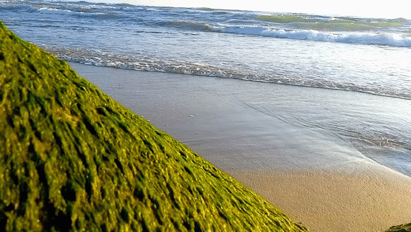 Mùa rêu xanh kỳ diệu ở bãi rạng Quảng Ngãi 