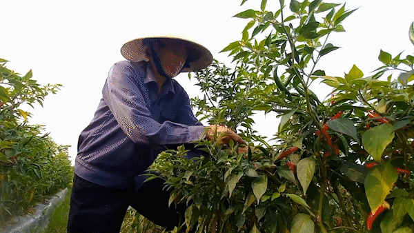 Giá ớt tăng cao, nông dân Quảng Ngãi tất bật thu hoạch