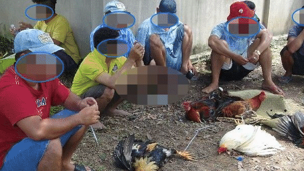 Tin nóng: Bắt 18 đối tượng đá gà ăn thua bằng tiền ở Tiền Giang; Bé 3 tuổi bị cánh quạt tạo ôxy nuôi tôm cuốn gãy xương đùi