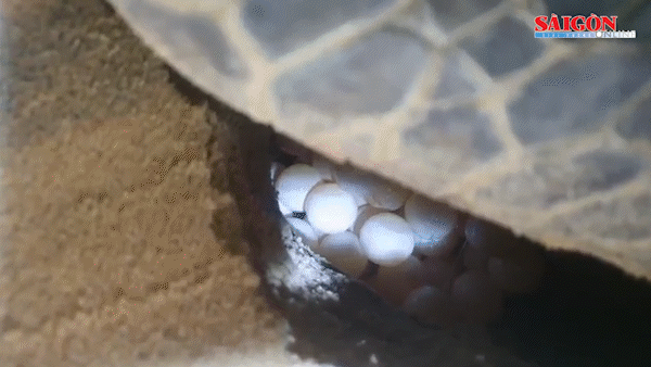 Trắng đêm "đỡ đẻ" mẹ rùa 90kg ở bãi biển Nhơn Hải