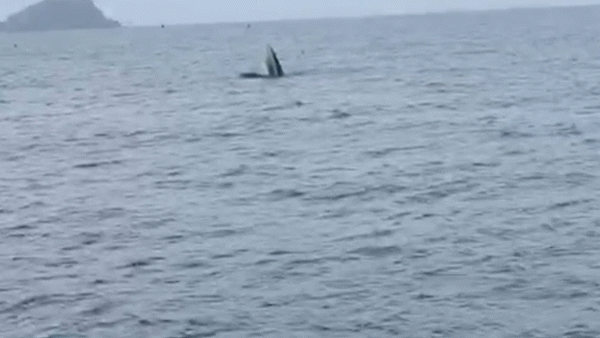 Hình ảnh cá voi xuất hiện ở biển Hòn Sẹo, TP Quy Nhơn. Ảnh: LÊ TƯ