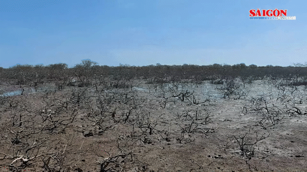 Cây rừng trồng ngập mặn phòng hộ chắn sóng ven biển xã Kỳ Hà chết chưa rõ nguyên nhân