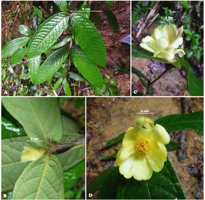 Camellia Vu Quang found in Vu Quang National Park (Source: Korean Journal of Plant Taxonomy)