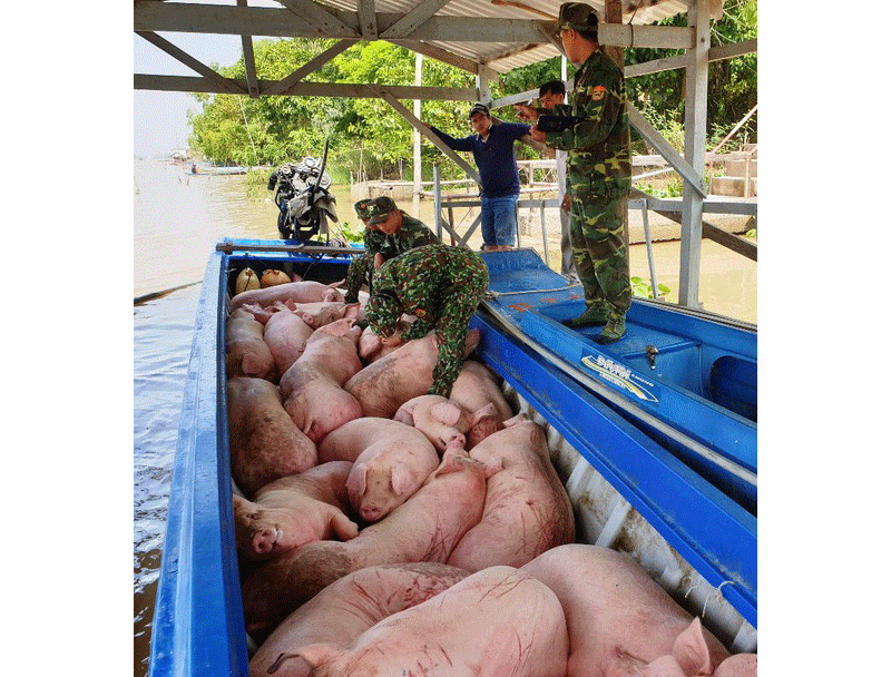 Most of the pigs are weak and pale (photo: SGGP)
