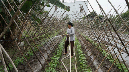 Hi-tech agriculture in HCMC enjoys promising results