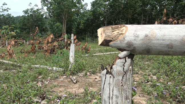 Hàng trăm cây cao su đường kính 10-20cm bị chặt phá.