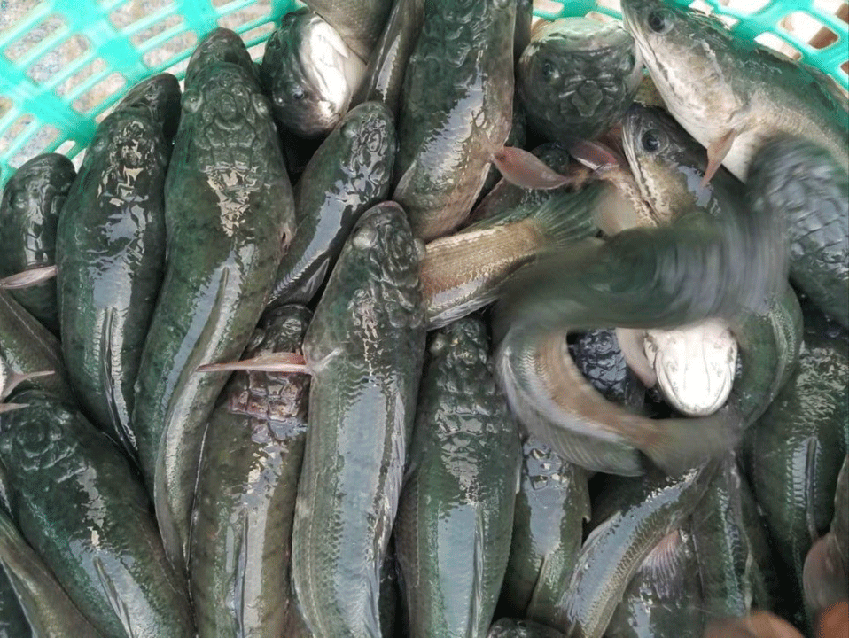 Campuchia đã hủy lệnh cấm nhập 4 loài cá từ Việt Nam