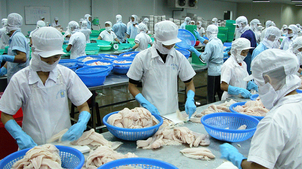 Processing catfish for export in Dong Thap province (Photo: SGGP)