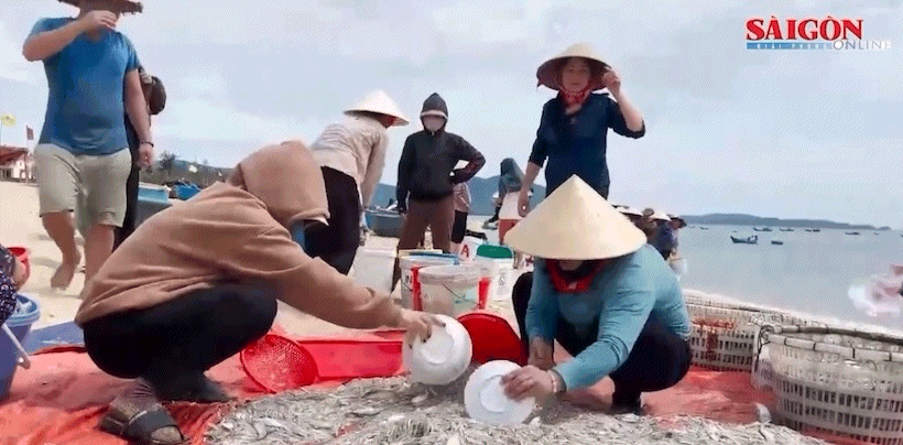 Quảng Bình: Ngư dân thu tiền triệu từ cá cơm