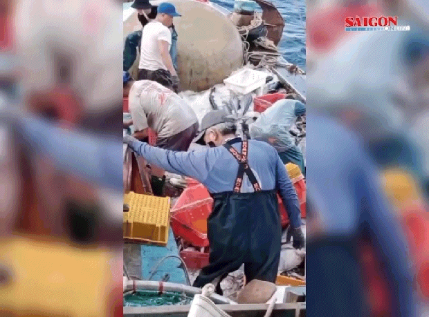 Quảng Bình: Một ngư dân trúng luồng cá hơn 10 tỷ đồng