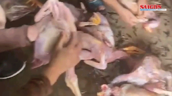 Người dân hỗ trợ trang trại làm thịt, sơ chế và tiêu thụ gà 