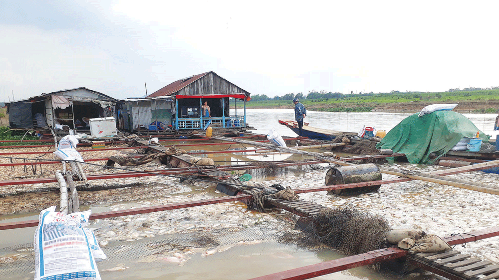 Nuôi cá lồng bè tự phát trên sông La Ngà là một trong những nguyên nhân khiến sông Đồng Nai ô nhiễm