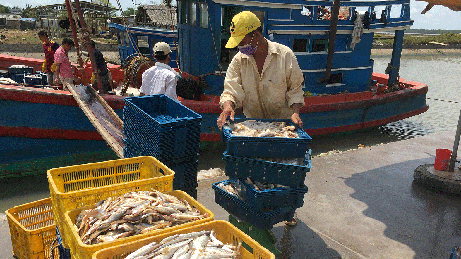 Cá xuất khẩu khai thác từ biển tại tỉnh Bạc Liêu. Ảnh: CAO THĂNG