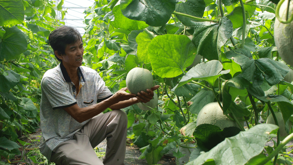 Nhiều nông dân ở huyện Phụng Hiệp làm giàu nhờ mô hình trồng dưa lưới