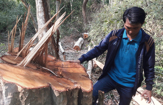 Nhiều khu vực, rừng bị tàn phá nghiêm trọng