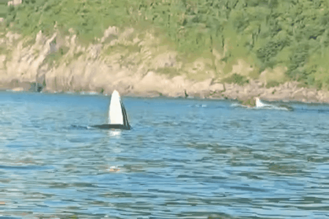 Phú Yên: Cá voi xuất hiện ở vùng biển Mũi Điện