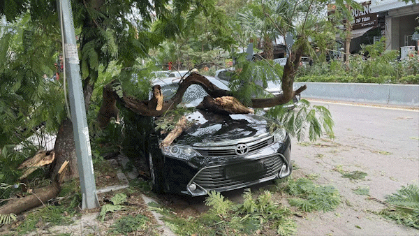 Xe ô tô bị thân cây phượng già đổ trúng trưa 16-12
