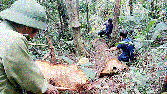 Lợi dụng bão, “xẻ thịt” gỗ rừng tại tỉnh Phú Yên